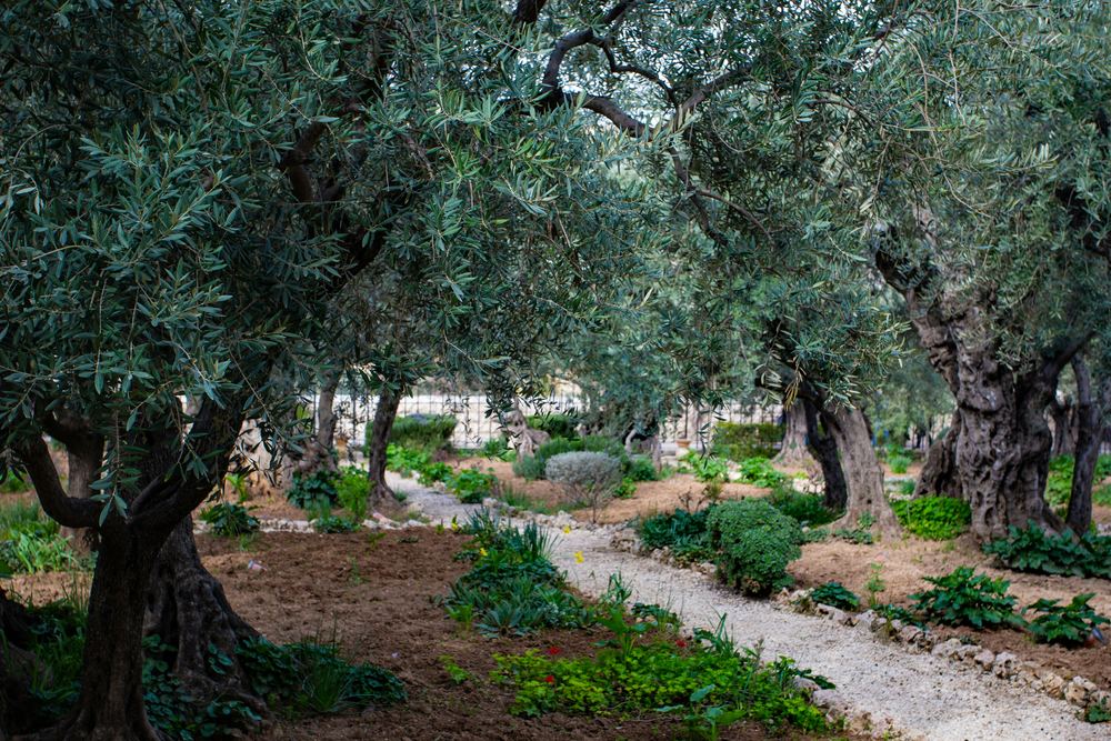 Ancient olive trees in the Garden of Gethsemane at the foot of the Mount of Olives